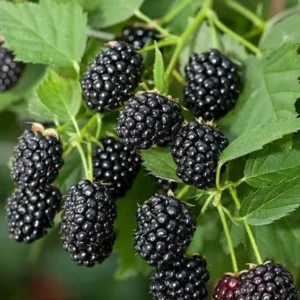 Von Blackberry Plants Set of 2 Live Fruit Bushes Outdoor Garden 4 to 6 Inch