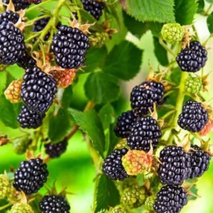 Von Blackberry Plants Set of 2 Live Fruit Bushes Outdoor Garden 4 to 6 Inch