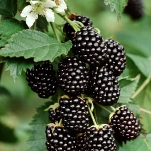 Von Blackberry Plants Set of 2 Live Fruit Bushes Outdoor Garden 4 to 6 Inch