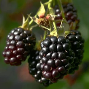 Von Blackberry Plants Set of 2 Live Fruit Bushes Outdoor Garden 4 to 6 Inch