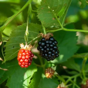 Von Blackberry Plants Set of 2 Live Fruit Bushes Outdoor Garden 4 to 6 Inch