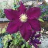 Warsaw Midnight Showers Clematis Vine - Purple Flower Plant - 2.5" Pot - Climbing Vine