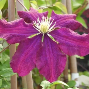 Warsaw Midnight Showers Clematis Vine - Purple Flower Plant - 2.5" Pot - Climbing Vine