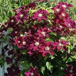 Warsaw Midnight Showers Clematis Vine - Purple Flower Plant - 2.5