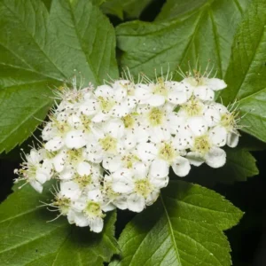 Washington Hawthorn Tree - Crataegus Phaenopyrum - Live Plant - Red Berries - White Flowers
