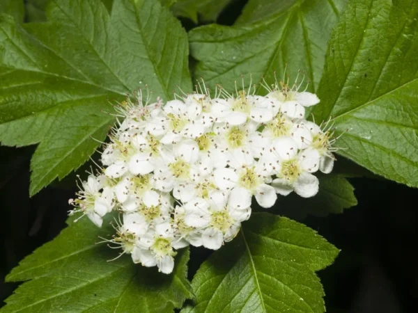 Washington Hawthorn Tree - Crataegus Phaenopyrum - Live Plant - Red Berries - White Flowers