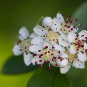 Washington Hawthorn Tree - Crataegus Phaenopyrum - Live Plant - Red Berries - White Flowers