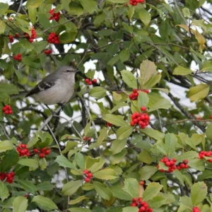 Washington Hawthorn Tree - Crataegus Phaenopyrum - Live Plant - Red Berries - White Flowers