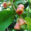 Wax Apple Tree - Syzygium Samarangense Plant - 1-2 Ft Tall - Java Apple Fruit Tree
