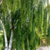 Weeping White Birch Tree - Betula Pendula - Medium Size - White Bark - Drooping Branches - NOT SHIP AK, HI