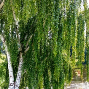 Weeping White Birch Tree - Betula Pendula - Medium Size - White Bark - Drooping Branches - NOT SHIP AK, HI