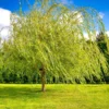 Weeping Willow Tree - Salix Babylonica - Large Fast Growing Ornamental Shade Tree - 2' to 3' Size - NOT SHIP AK, HI