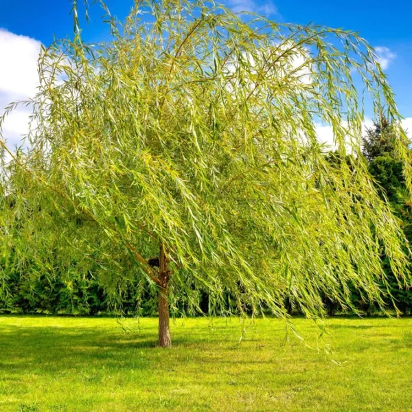Weeping Willow Tree - Salix Babylonica - Large Fast Growing Ornamental Shade Tree - 2' to 3' Size - NOT SHIP AK, HI