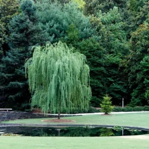 Weeping Willow Tree - Salix Babylonica - Large Fast Growing Ornamental Shade Tree - 2' to 3' Size - NOT SHIP AK, HI
