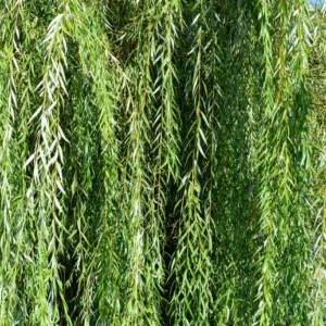 Weeping Willow Tree - Salix Babylonica - Large Fast Growing Ornamental Shade Tree - 2' to 3' Size - NOT SHIP AK, HI