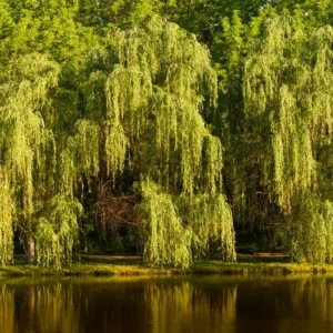 Weeping Willow Tree - Salix Babylonica - Large Fast Growing Ornamental Shade Tree - 2' to 3' Size - NOT SHIP AK, HI