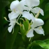 White Butterfly Ginger Lily Rhizome - Single Rhizome - Hedychium Coronarium Flowering Plant