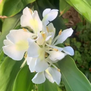 White Butterfly Ginger Lily Rhizome - Single Rhizome - Hedychium Coronarium Flowering Plant