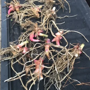 White Butterfly Ginger Lily Rhizome - Single Rhizome - Hedychium Coronarium Flowering Plant