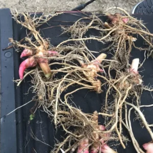 White Butterfly Ginger Lily Rhizome - Single Rhizome - Hedychium Coronarium Flowering Plant