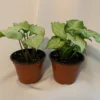 White Butterfly Plant 2-Pack - 4 Inch Indoor Plant - White and Green Foliage