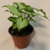 White Butterfly Plant 4 inch Potted Indoor Plant