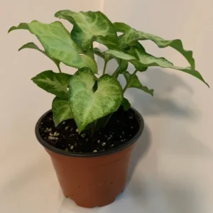 White Butterfly Plant 4 inch Potted Indoor Plant
