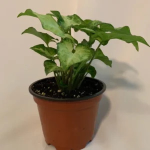 White Butterfly Plant 4 inch Potted Indoor Plant