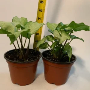 White Butterfly Plant 4 inch Potted Indoor Plant