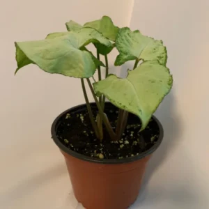 White Butterfly Plant 4 inch Potted Indoor Plant