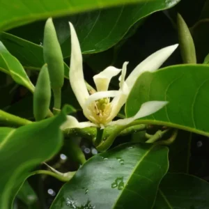 White Champaca Plant Magnolia X Alba - Live Plant 1-2 ft 6
