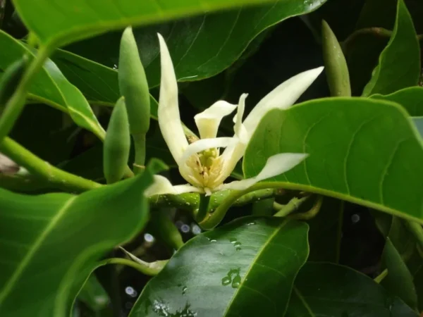 White Champaca Plant Magnolia X Alba - Live Plant 1-2 ft 6" Pot
