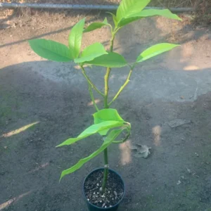 White Champaca Plant Magnolia X Alba - Live Plant 1-2 ft 6