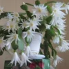 White Easter Cactus Live Plant - 2 Inch Pot - 5 Inch Tall - Spring Cactus