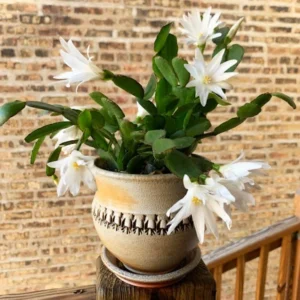 White Easter Cactus Live Plant - 2 Inch Pot - 5 Inch Tall - Spring Cactus