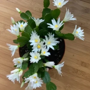 White Easter Cactus Live Plant - 2 Inch Pot - 5 Inch Tall - Spring Cactus