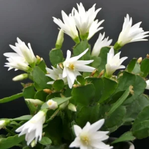 White Easter Cactus Live Plant - 2 Inch Pot - 5 Inch Tall - Spring Cactus