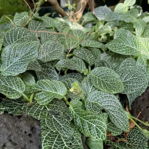 White Fittonia Nerve Plant Live Plant 4 inch Pot Indoor Outdoor