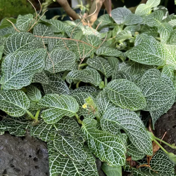 White Fittonia Nerve Plant Live Plant 4 inch Pot Indoor Outdoor