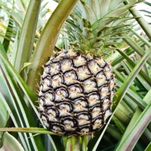 White Jade Pineapple Plant Live - Sweet Pineapple Fruit Tree Seedling 4 to 6 Inch