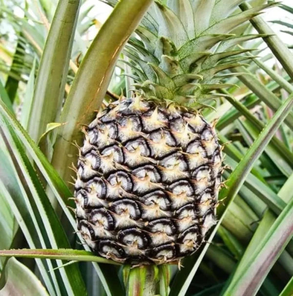 White Jade Pineapple Plant Live - Sweet Pineapple Fruit Tree Seedling 4 to 6 Inch