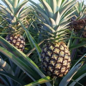 White Jade Pineapple Plant Live - Sweet Pineapple Fruit Tree Seedling 4 to 6 Inch