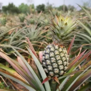 White Jade Pineapple Plant Live - Sweet Pineapple Fruit Tree Seedling 4 to 6 Inch