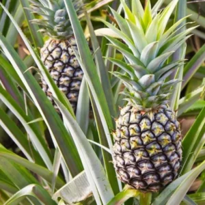 White Jade Pineapple Plant Live - Sweet Pineapple Fruit Tree Seedling 4 to 6 Inch