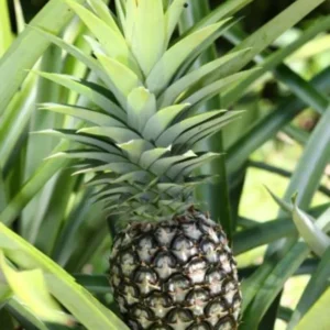 White Jade Pineapple Plant Live - Sweet Pineapple Fruit Tree Seedling 4 to 6 Inch