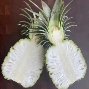 White Jade Pineapple Plant Live - Sweet Pineapple Fruit Tree Seedling 4 to 6 Inch