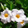 White Mandevilla Plants Set - 2 Live Tropical Vines - 4 to 6 Inch - Outdoor Garden
