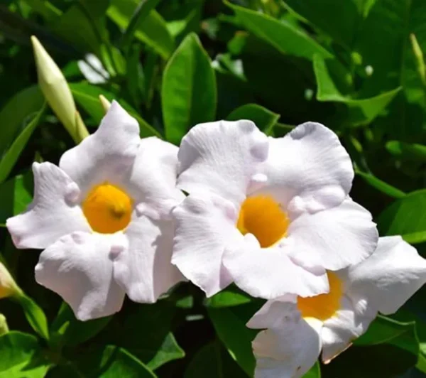 White Mandevilla Plants Set - 2 Live Tropical Vines - 4 to 6 Inch - Outdoor Garden