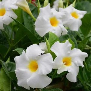 White Mandevilla Plants Set - 2 Live Tropical Vines - 4 to 6 Inch - Outdoor Garden