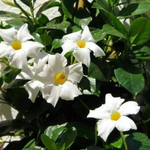White Mandevilla Plants Set - 2 Live Tropical Vines - 4 to 6 Inch - Outdoor Garden